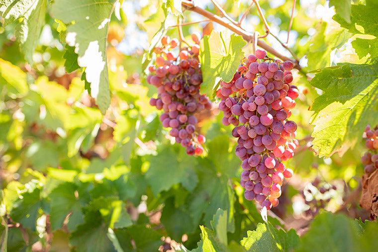 熟成されるブドウ