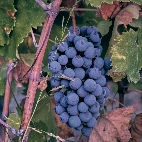 アスラニス・ワイナリーの生産者たち