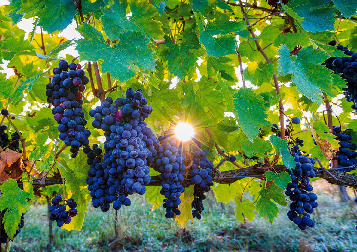 オーガニック認証を受けたブドウ