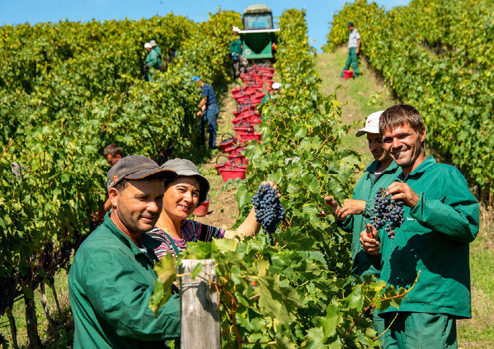 黄色い花が咲き乱れるブドウ畑